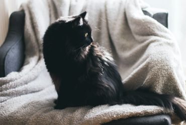 Secrete pentru un comportament exemplar la pisici: ghid practic