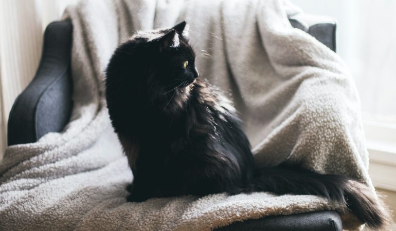 Secrete pentru un comportament exemplar la pisici: ghid practic