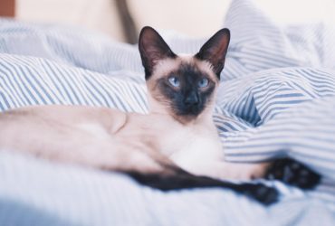 Descoperă tainele minții felinelor: Psihologia pisicilor
