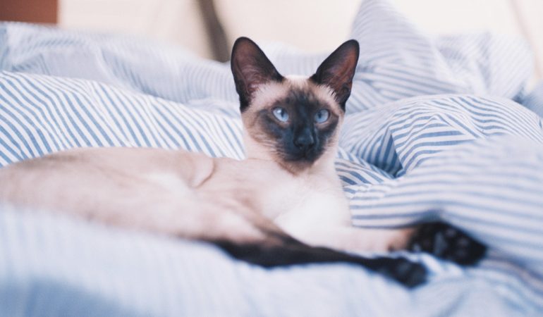 Descoperă tainele minții felinelor: Psihologia pisicilor