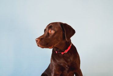 Câinii eroi: partenerii nemuritori în salvare și detectare