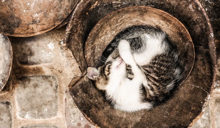 Pisicile și sociabilitatea: Cum să le includem în viața noastră socială?
