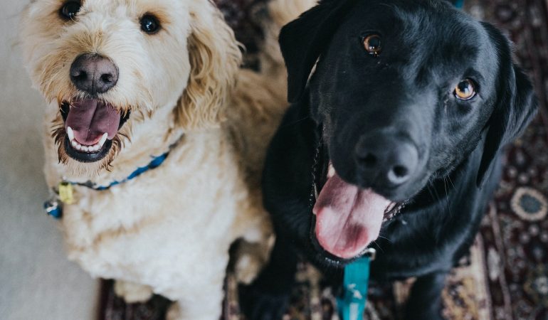 Adopția unui câine adult vs. unui pui: Alegerea perfectă pentru tine?