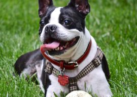Câinii și terapia asistată de animale: Îmbrățișarea salvatoare
