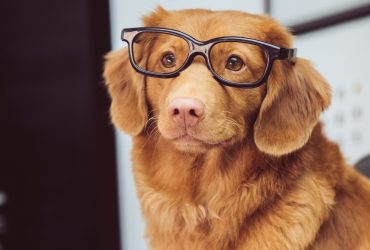 Câinii – Eroi neclintiți: Cum te pot ajuta câinii de lucru și de asistență