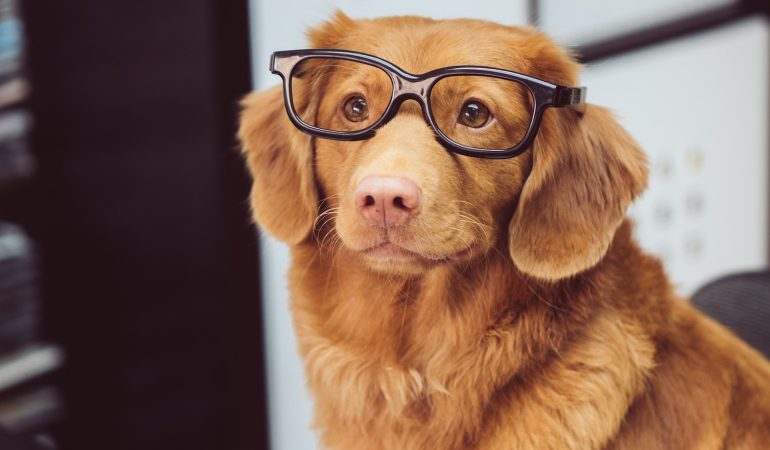 Câinii – Eroi neclintiți: Cum te pot ajuta câinii de lucru și de asistență