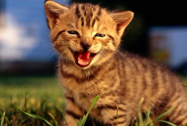 Magia comunicării nonverbale: Ce ne dezvăluie pisicile