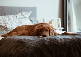 Cum să educați un câine: sfaturi și tehnici eficiente