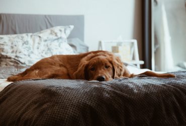 Cum să educați un câine: sfaturi și tehnici eficiente