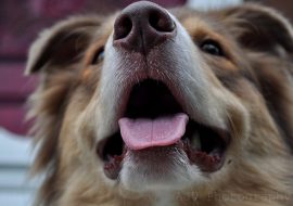 Patrupedele eroice: Rolul câinilor în misiuni de salvare și depistare droguri