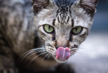 Pisicile: Salvatorii neașteptați în serviciile de detectare și salvare