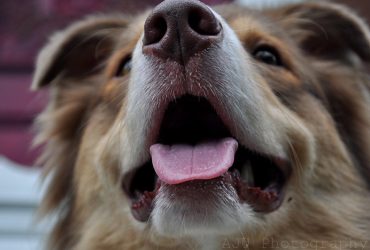 Câini – îngerașii cu blană din terapia asistată de animale