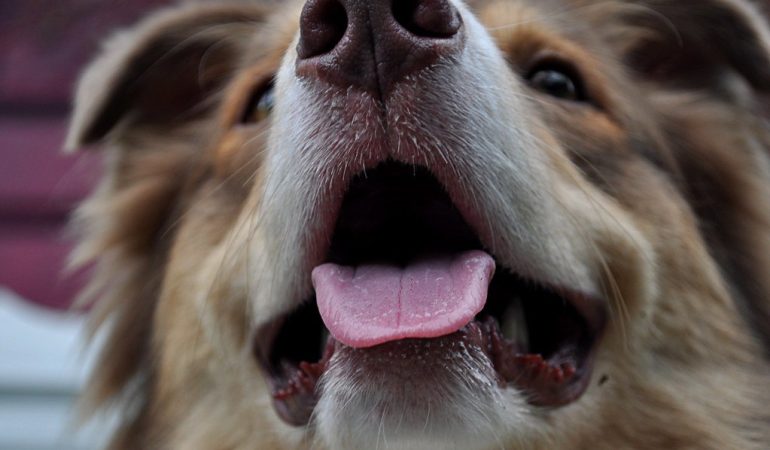Câini – îngerașii cu blană din terapia asistată de animale