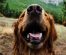 Câinii – adjuvantul perfect în terapia asistată de animale