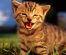 Pisicile în aer liber: Riscuri și sfaturi de protejare