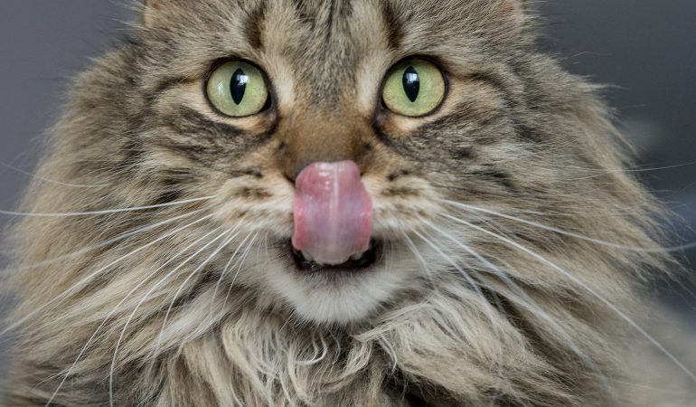 Pasionații de felinați vor afla cum să își întrețină pisicile ocupate și active