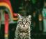 Misterele unei blănuri strălucitoare și igiene perfecte: Sfaturi esențiale pentru pisici