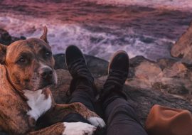 De la începuturi spre prietenia veșnică: Istoria și evoluția relației om-câine