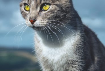 Secretele felinelor: De ce se comportă pisicile așa