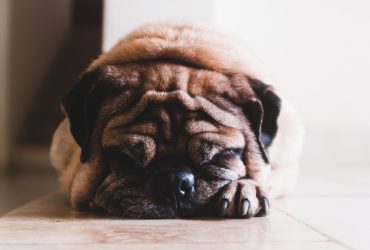 Adopția unui câine adult vs. pui: Ghid complet