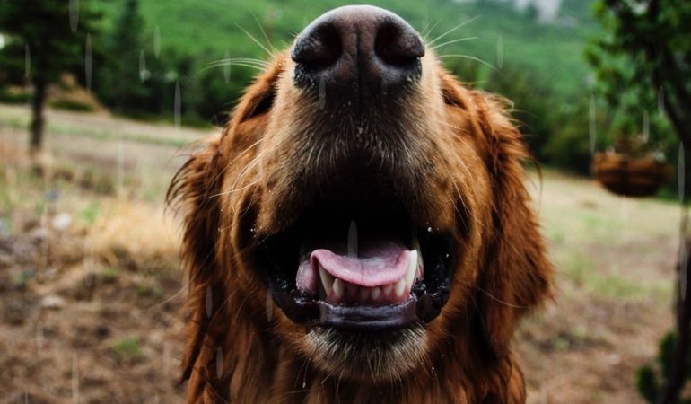 Câini în cuvinte: Cum descifrăm gesturile animalului de companie