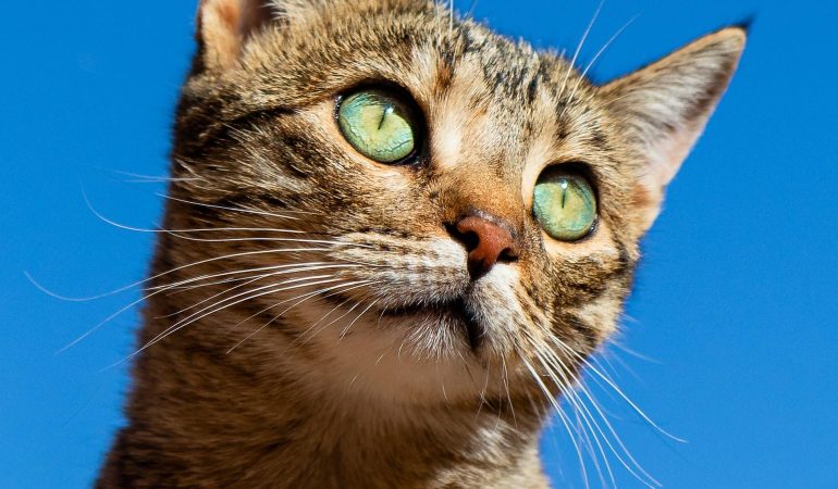 Pisicile și viața socială: Integrarea lor în viața ta
