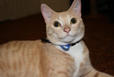 Pisici și pisoi: Expertiza în îngrijirea felinei în noul camin
