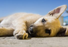 Reeducarea canină: soluția eficientă la problemele de comportament