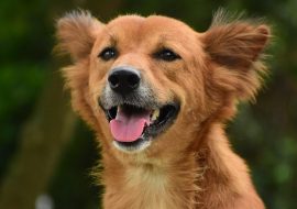 Tainele limbajului canin: Interpretarea gesturilor și emoțiilor