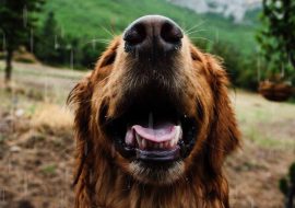 Siguranță și armonie: Cum să reabilităm un câine agresiv