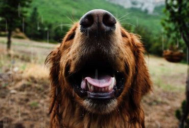 Siguranță și armonie: Cum să reabilităm un câine agresiv
