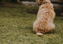 Sfaturi valoroase pentru fericirea și sănătatea câinilor într-un spațiu cu grădină restrânsă