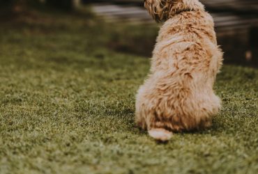Sfaturi valoroase pentru fericirea și sănătatea câinilor într-un spațiu cu grădină restrânsă