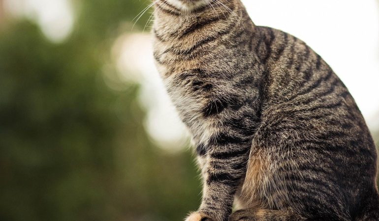 Pisicile: Aliatele anti-stres ale angajaților