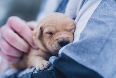 Gelozia între câine și copil: Cum o evităm și o gestionăm