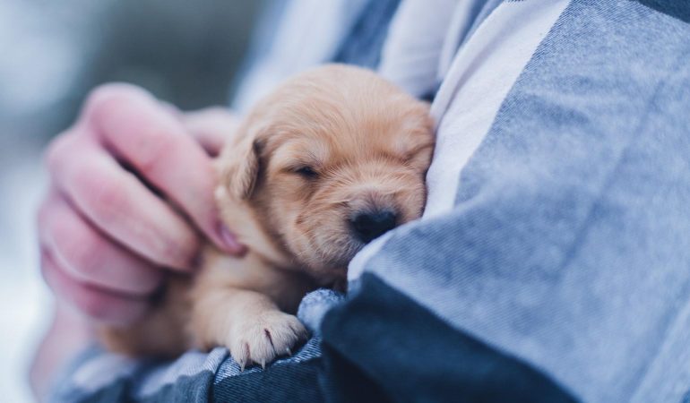 Gelozia între câine și copil: Cum o evităm și o gestionăm