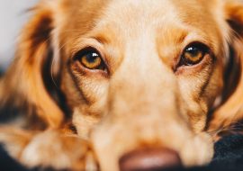 Jurnal canin: sfaturi eficiente pentru educarea câinilor