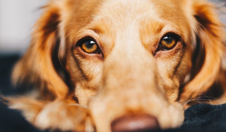 Jurnal canin: sfaturi eficiente pentru educarea câinilor