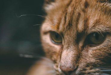 Renalitate felină: Cum să-ți protejezi pisica de problemele renale