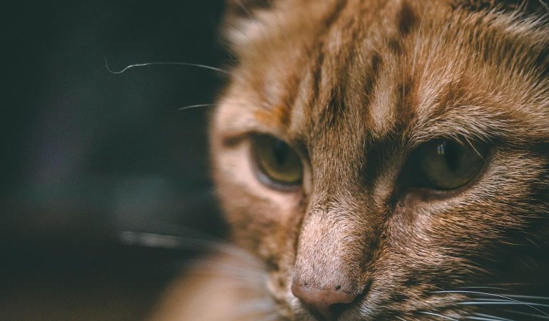 Renalitate felină: Cum să-ți protejezi pisica de problemele renale