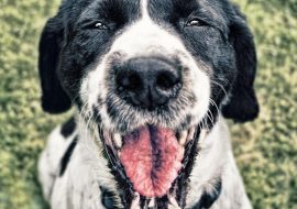 Secretul îngrijirii câinilor fericiți și sănătoși într-un spațiu verde restrâns