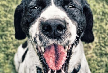 Secretul îngrijirii câinilor fericiți și sănătoși într-un spațiu verde restrâns