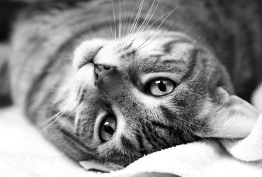 Pisicile și terapia cu cristale: Vindecare sau superstiție?