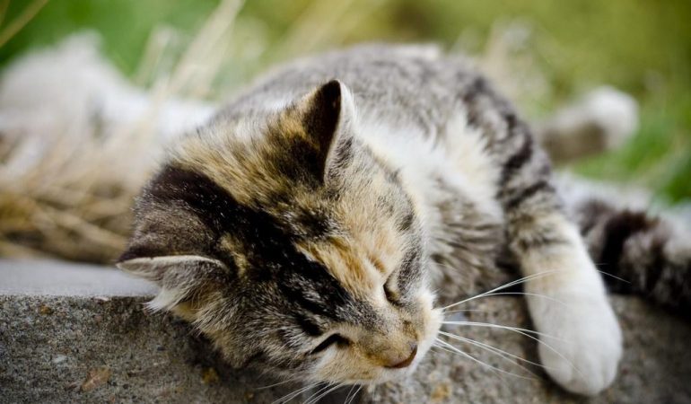 Călăuză luminoasă pentru pisici: Influente asupra stării de spirit