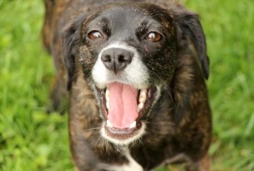 Secretul longevității și fericirii: Bunele practici pentru câinii în vârstă