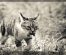 Felinele de excepție: Recorduri mondiale uluitoare ale pisicilor