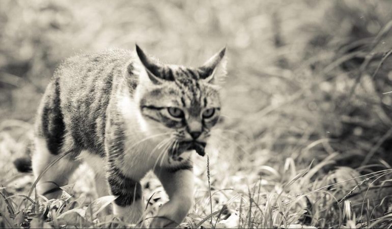 Pisicile, maeștrii prezentului: Ghid practic de mindfulness