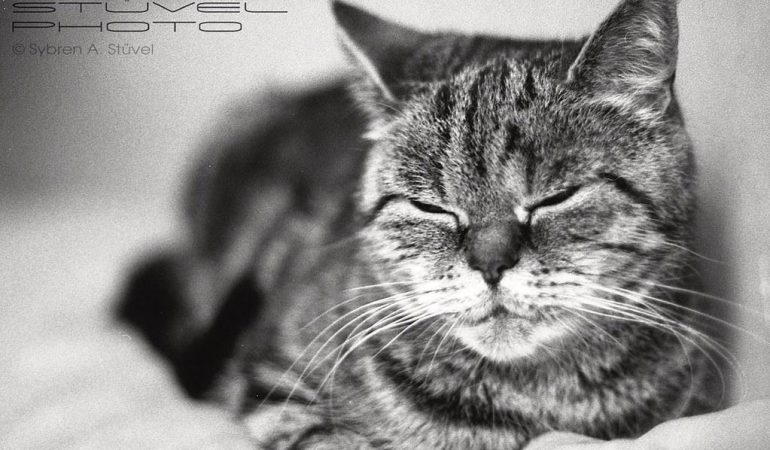 Pisici și muzica clasică: Stimularea emoțională a felinelor