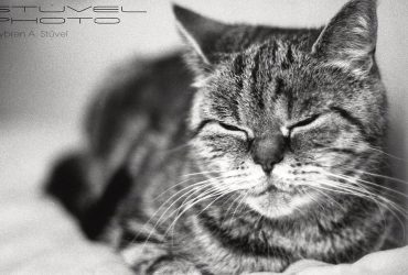 Pisicile – salvarea de la stresul de birou