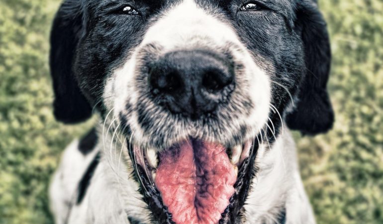 Câini și alergii alimentare: Cum să le depistezi și tratezi